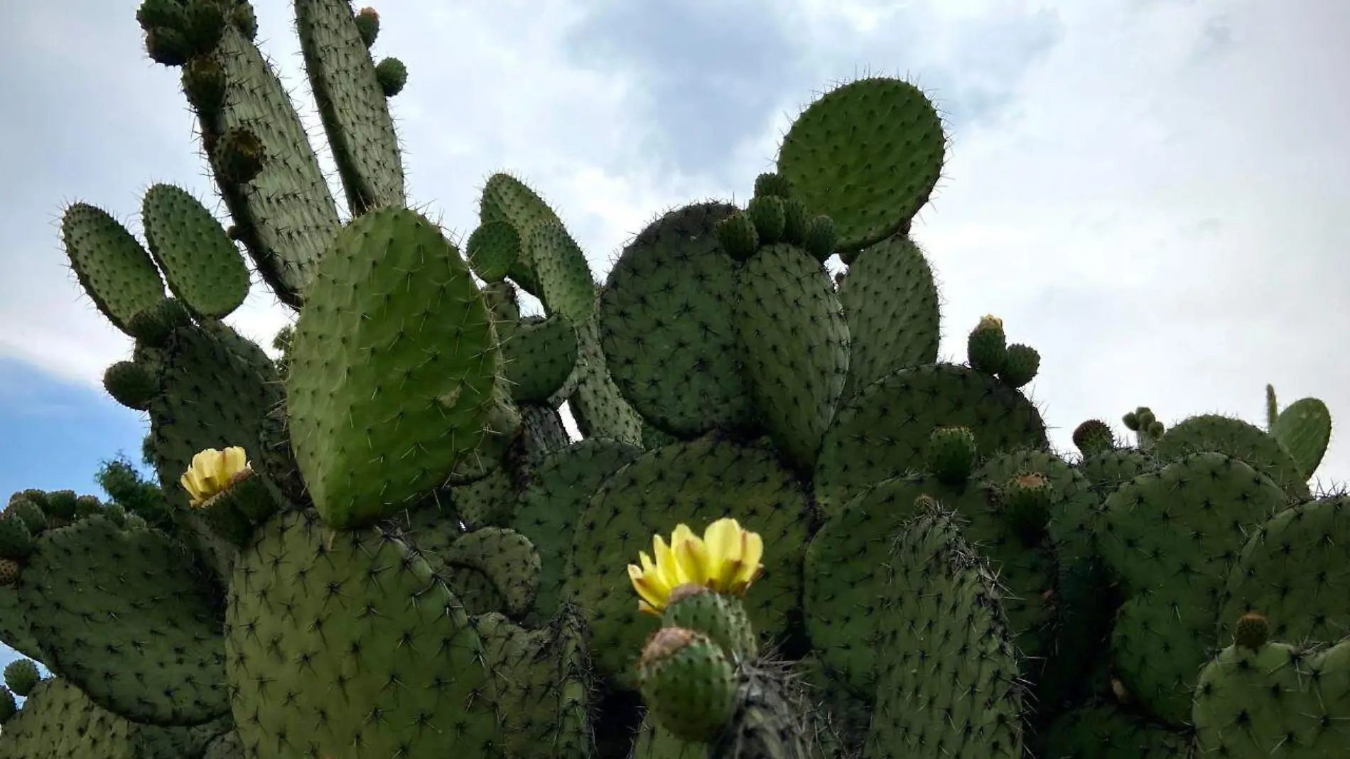 flor de nopal (3)